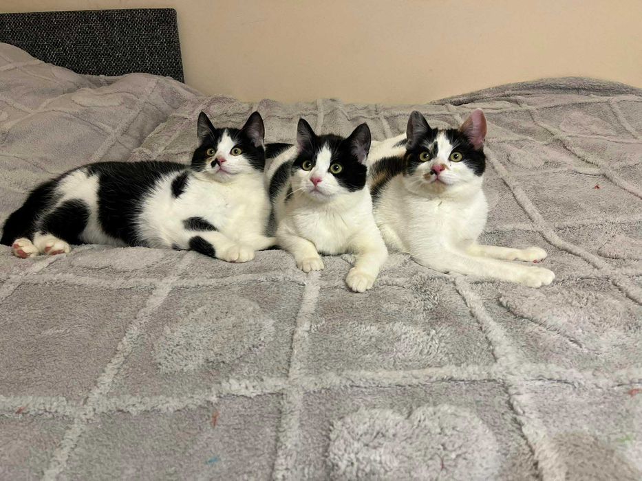 Trzy małe słodkie kociaki do adopcji :)