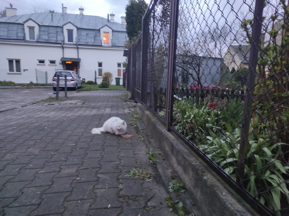 Czyj ten kotek cały biały chyba kotka ,na pewno jest kogoś .