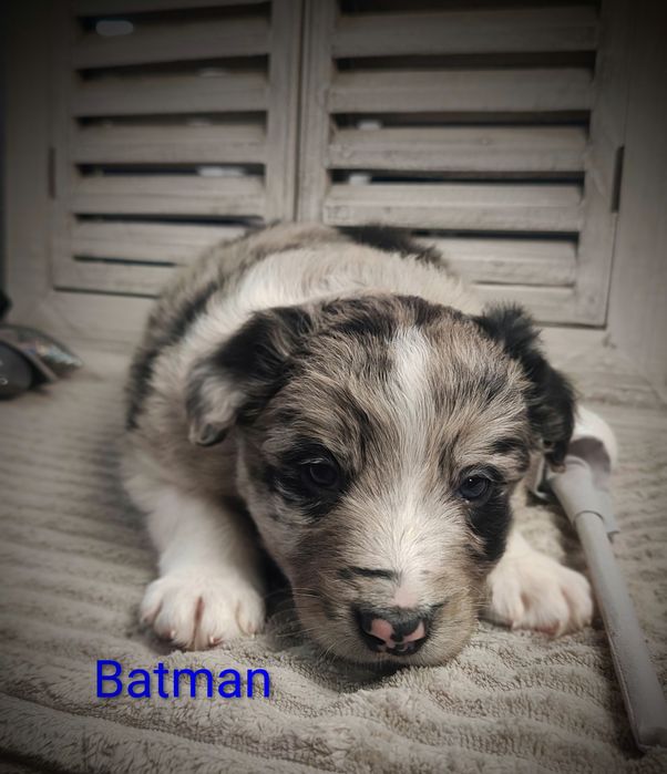 Border collie piesek Blue merle przebadani rodzice