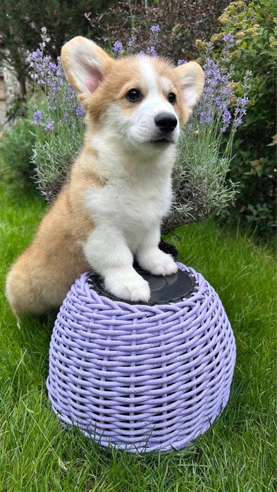 Продаються цуценята Вельш Коргі пемброк