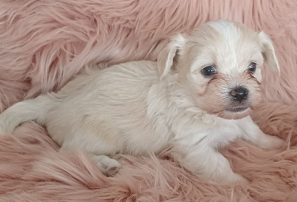 Piesek  rasy Hawańczyk FCI