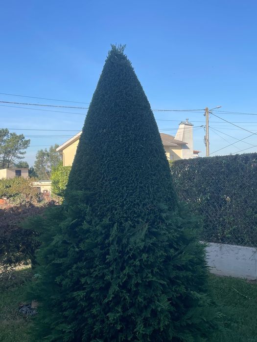 Jardinsoliveira jardineiros