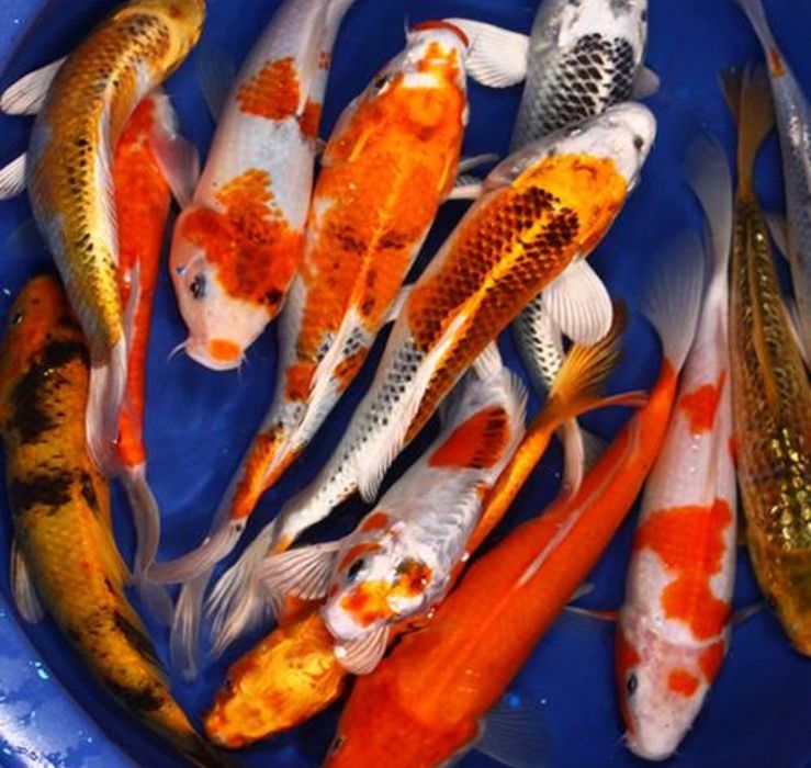 Rybki kolorowe do oczka , karasie ,orfy ,karpie koi batterfly ,jaź , j