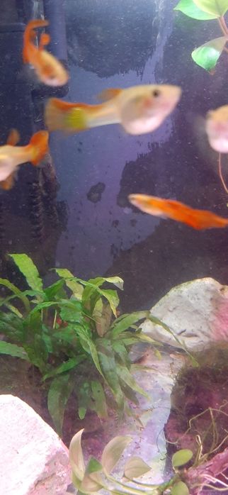 Gupiki rybki do akwarium