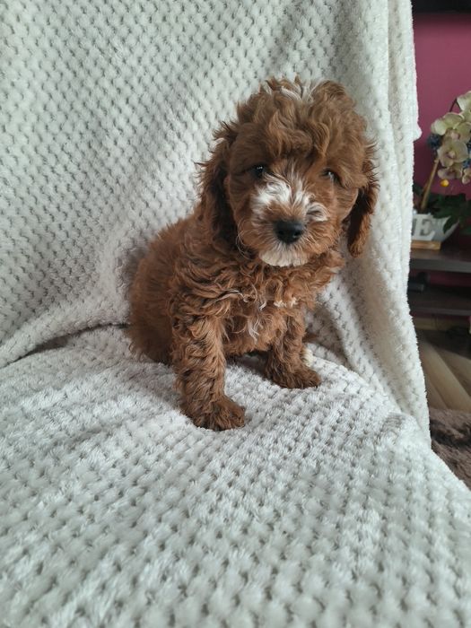 Cavapoo-szczeniak-chlopczyk