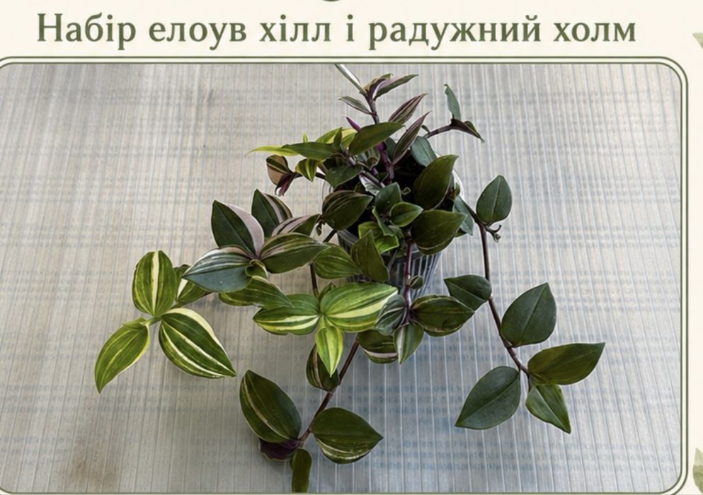 Сортові традесканції
