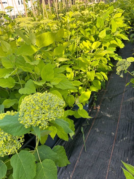hortensja.anabelle. floks.wisteria.jeżówka