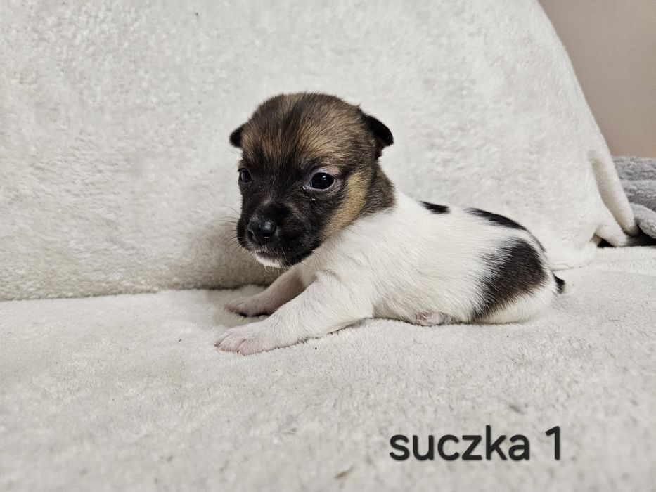 Słodka Suczka Jack Russell Terrier