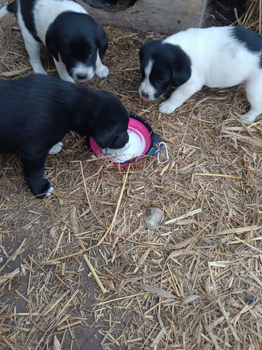 Szczeniaki do oddania