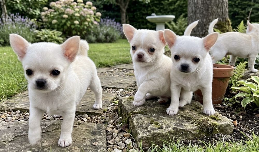 Chihuahua FCI piesek