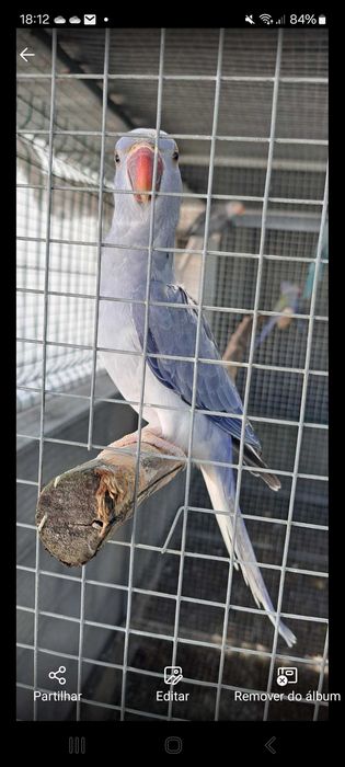 Ring necks 2023 e 2024 e 2025