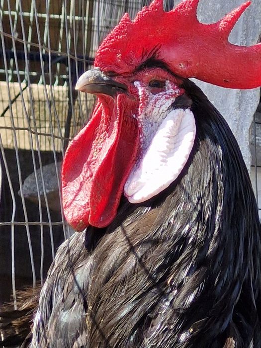 Galinhas cara de palhaço