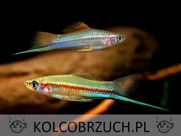 Mieczyk Hellera odmiana ZIELONA - Xiphophorus helleri - dowozimy