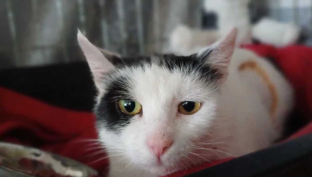 Poznaj Śnieżkę – delikatną, białą damę z sercem pełnym czułości