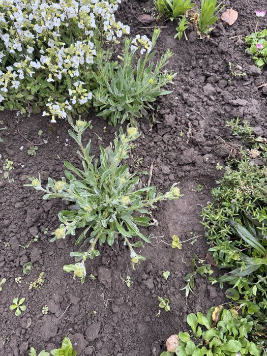 Арабіс, примула, аліссум
