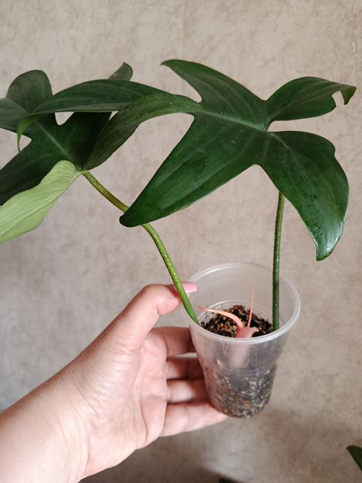 Филодендрон Чешуеносный.