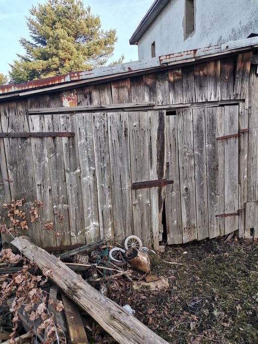 Duzo Drzewo za darmo