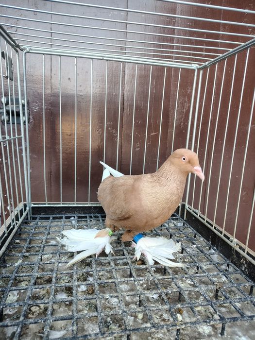 Wajśpic żółty hccj