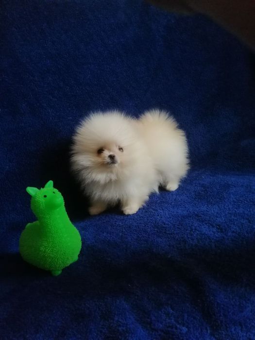 Розкішні міні шпіцулі