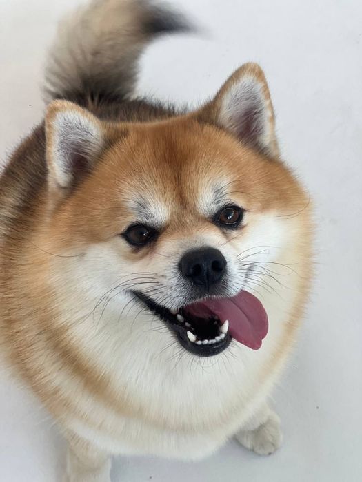 Собака (пес) для фотосессий, сериалов, рекламы и т.д.