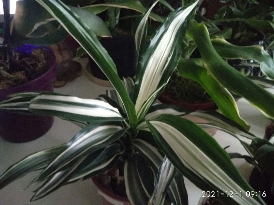 Драцена сортовая