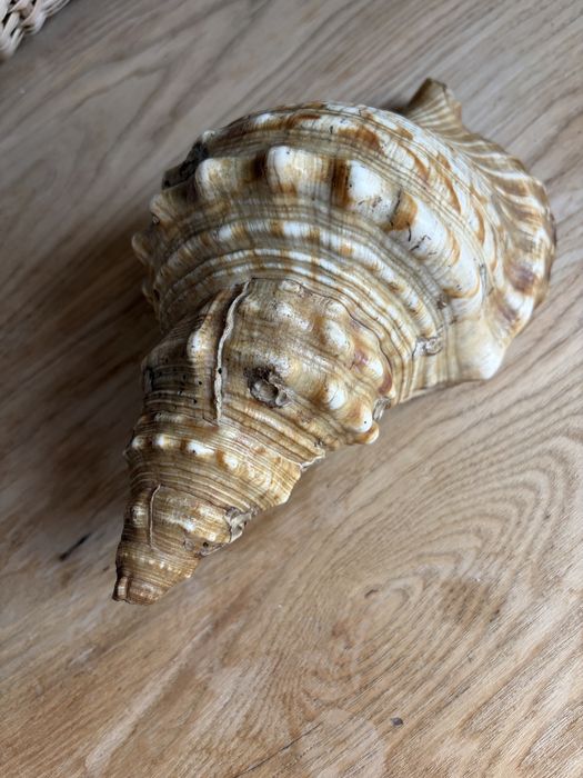 Muszla morska charonia tritonis
