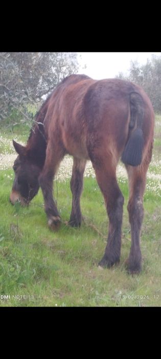 Potra berton mansa de maneio