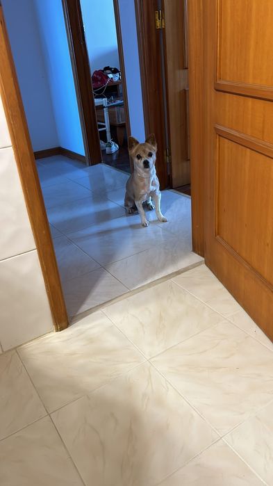 Pequenote de 9 kg e 5 a 6 aninhos