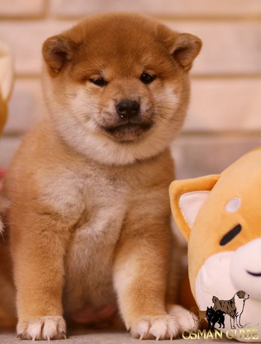 SHIBA Сиба (Шиба) Ину питомник OSMAN GUYJE