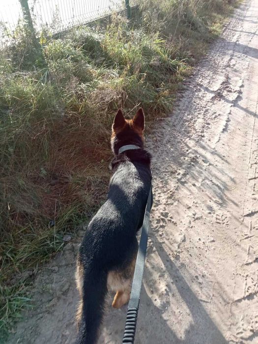 Aza – prześliczna i energiczna miniowczareczka