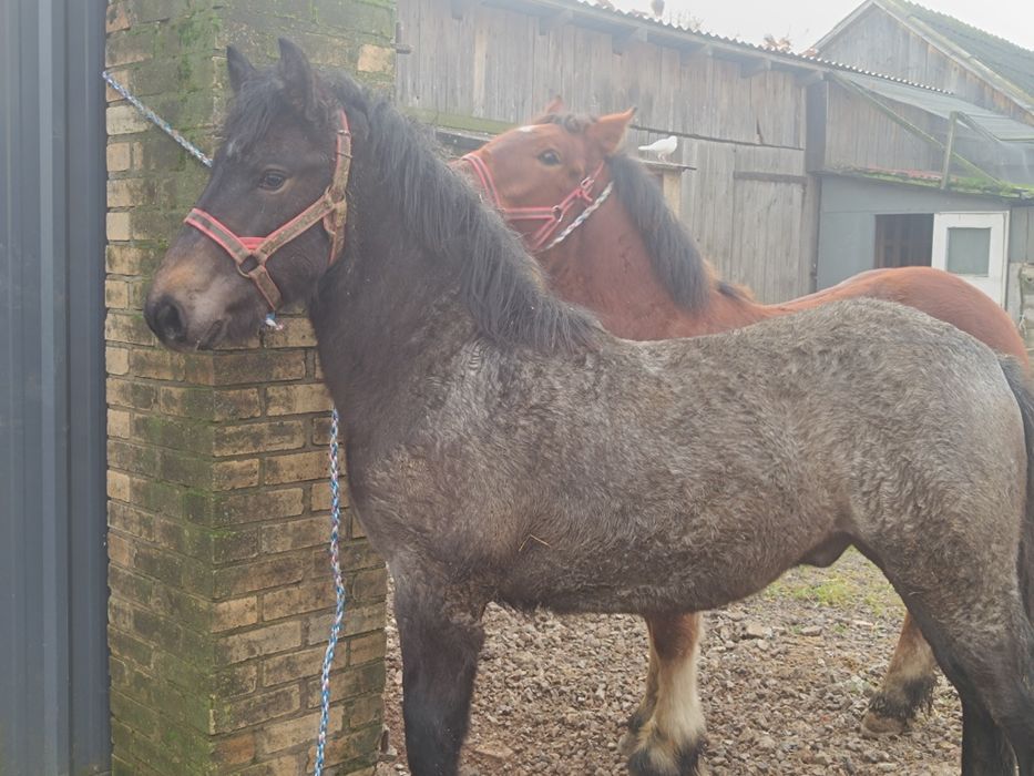 Ogierki gniady i siwy