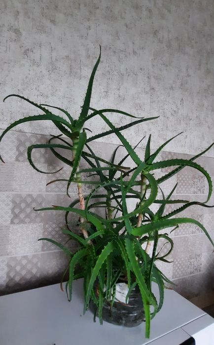 Алое алоє лікувальний деревовидний столітник