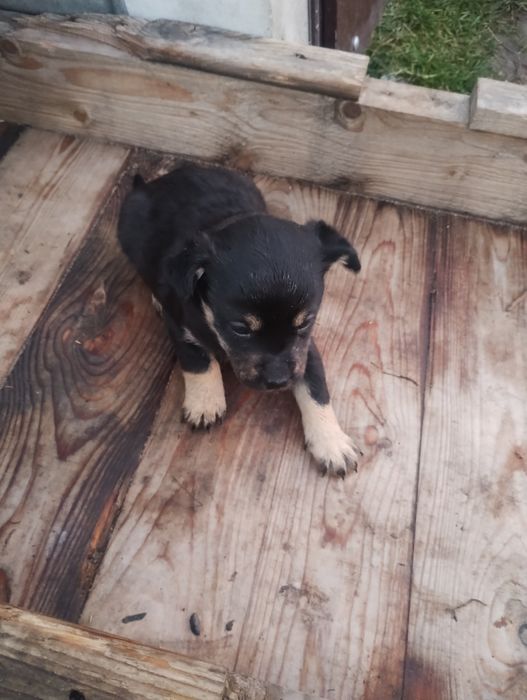 oddam pieski w dobre ręce