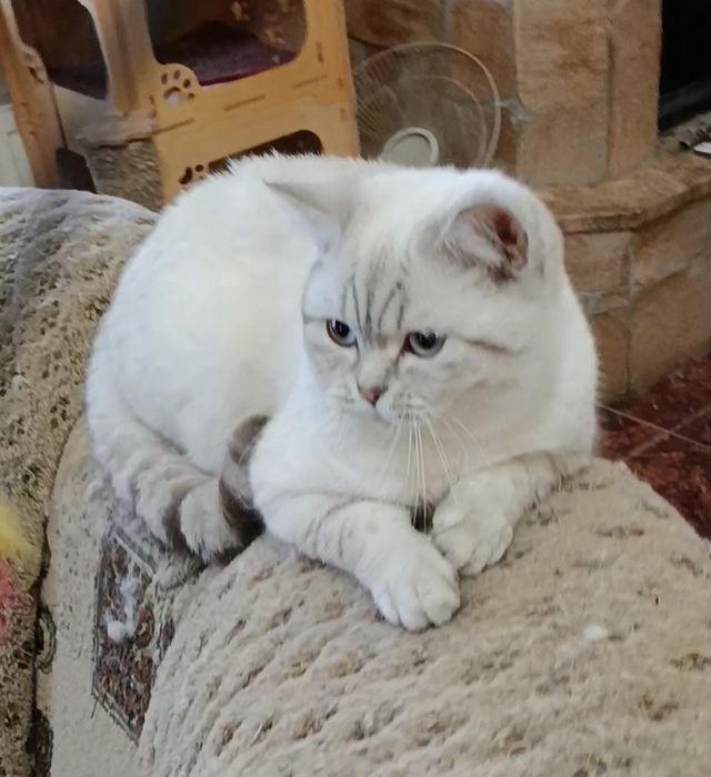 Мальчик шиншилла поинт