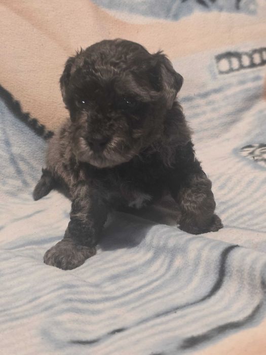 Szczeniaczek Maltipoo