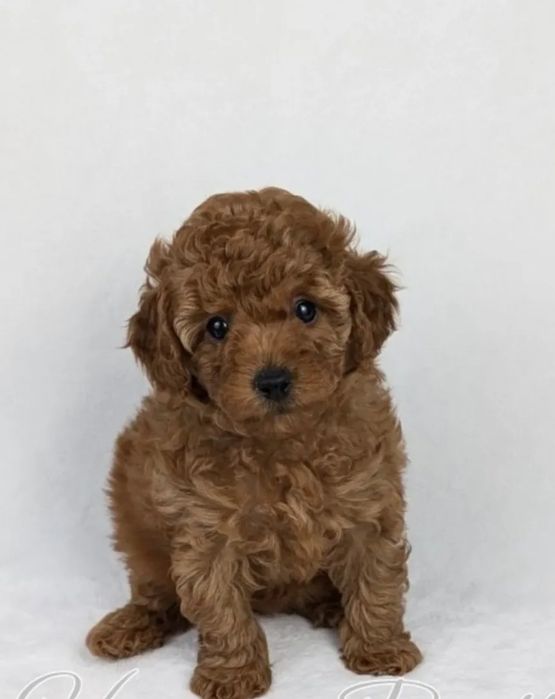 Малиш' той пудель ,