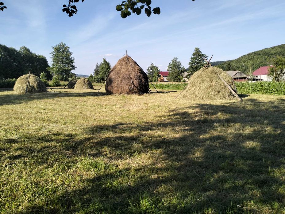 Сіно свіжого покосу є отава свіжа