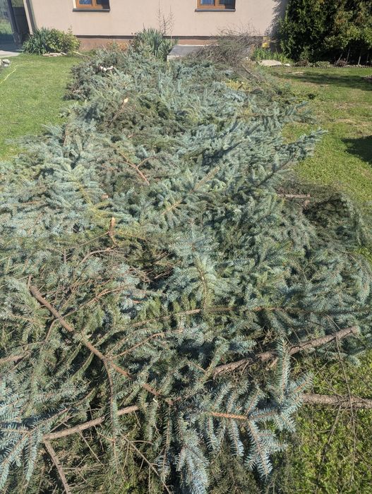 Oddam gałęzie świerka