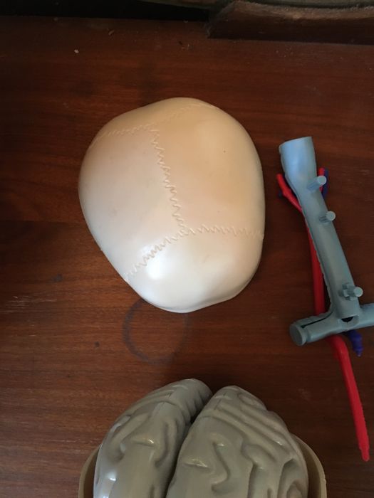 Skeleton (pieces): lungs, skull, eyes, ribs, sternum, scapula64584330146946121