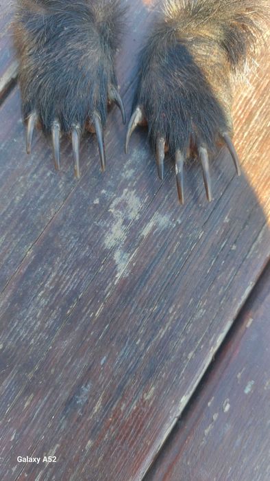 Продам кігті  когті лапки борсука _ барсука .