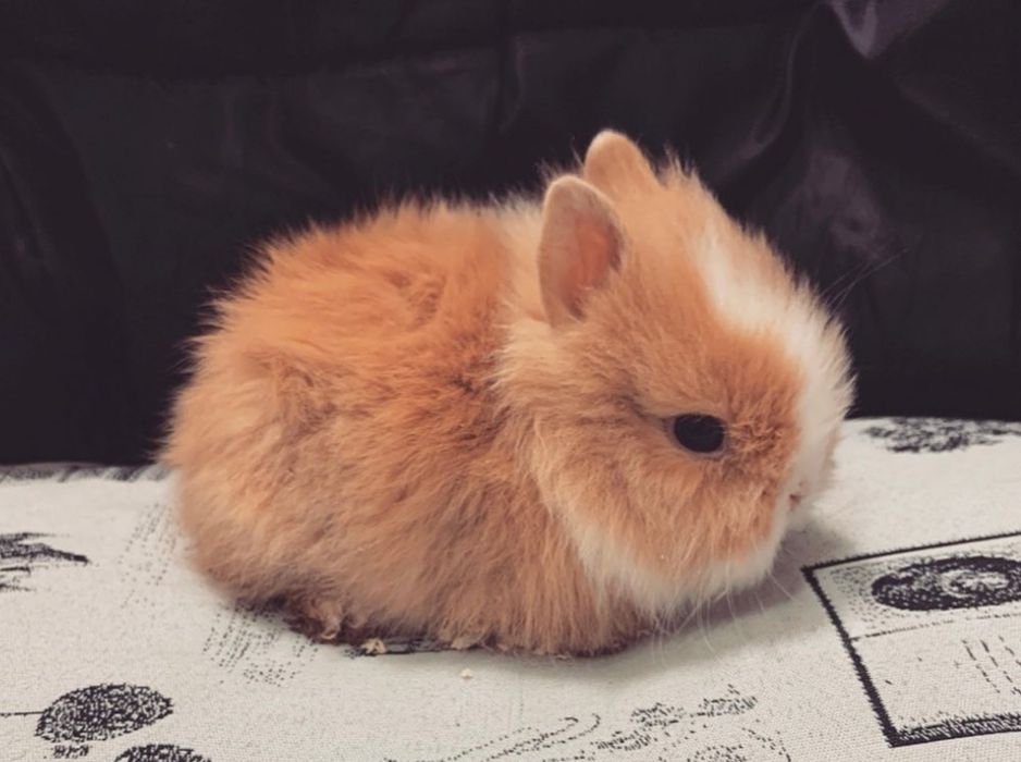 Mini Dwarf Rabbits + New Cage + Proper Food64564000003971123