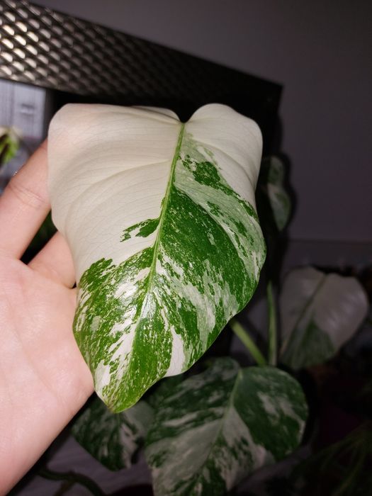 Monstera variegata