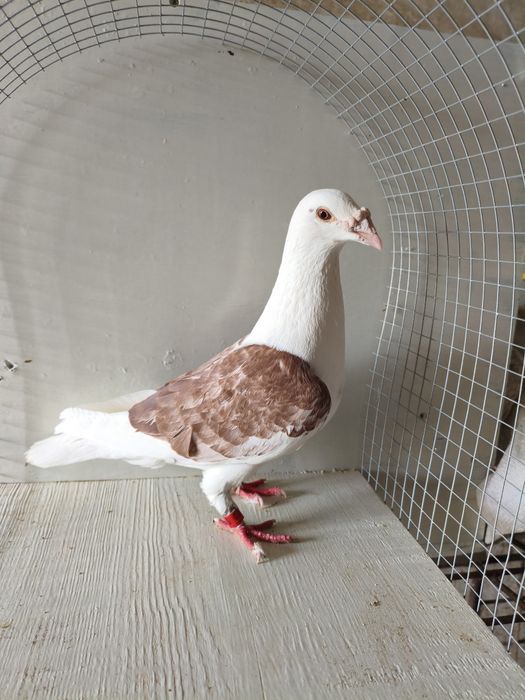 Gołębie staropolska samica