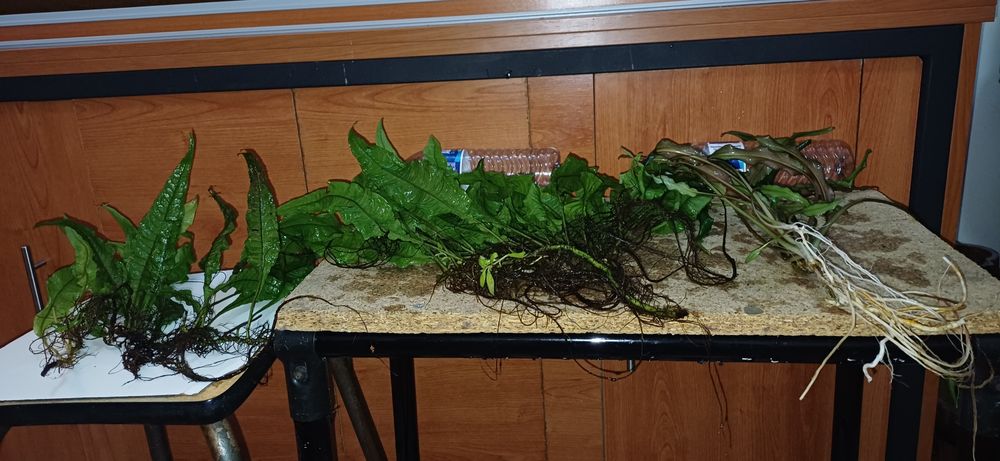 Plantas aquário baixa manutenção.