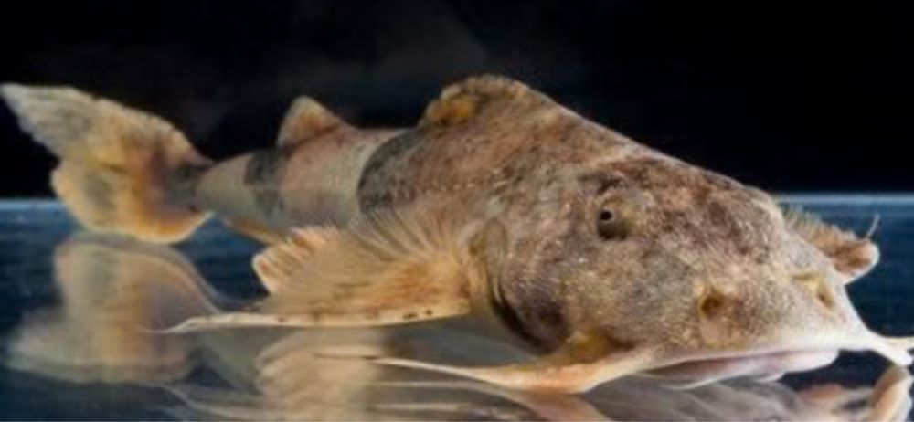 TABU Bagarius yarelli sum 12/15cm