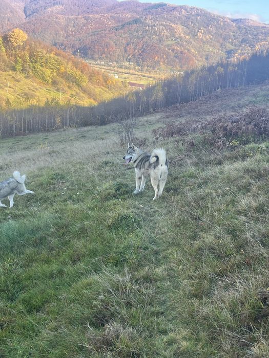 Продома собаку западно сибірську лайку кобель рік і чотири місяці