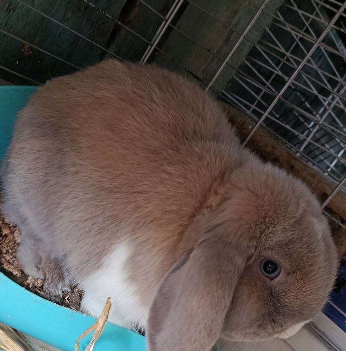 Samiec mini lop do hodowli królik samiec rozpłodowy