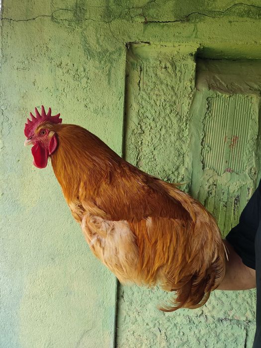 Galinhas e galo.   .