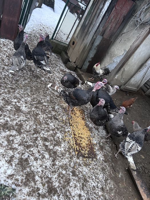 молоді індики,ціна в оголошенні за парку