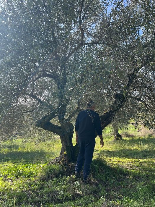 Oliveiras centenárias